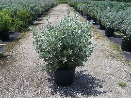 Image result for Silver Button Plant