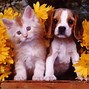 Image result for Cute Baby Kittens Puppies