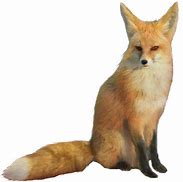Image result for 9 Tail Fox Transparent