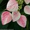 Image result for Schizophragma hydrangeoides Rose Sensation