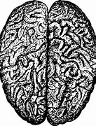 Image result for Brain Evolution Meme