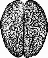 Image result for Brain Ascension