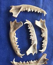 Image result for Fox Jaw Bone