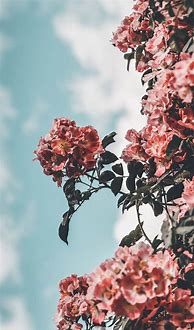 Image result for preppy iphone wallpapers flower