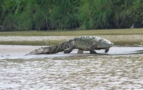 Image result for Gustave Nile Crocodile