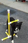 Image result for Dog Measuring Wicket