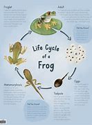 Image result for 3D Life Cycle of a Frog