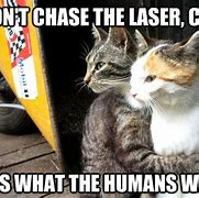 Image result for Smart Cat Meme