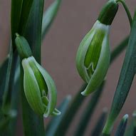 Image result for Galanthus Wifi Green Fantasy