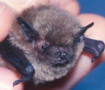 Image result for 5E Bat Pipistrelle