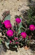 Image result for Nevada Desert Cactus