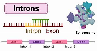 Image result for Intron Biology Book