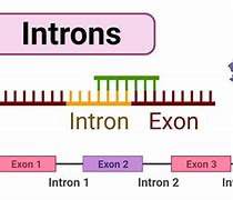 Image result for Intron