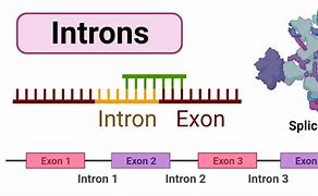Image result for Introns Example