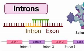 Image result for Intron Types