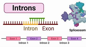 Image result for 1 Intron
