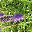 Image result for Veronica spicata Dark Maetje