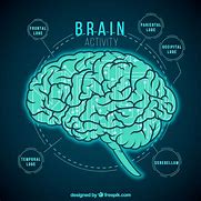 Image result for Images Showing Activity in the Brain
