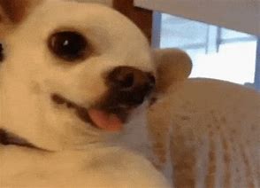 Image result for Dog Dank Memes Gifs