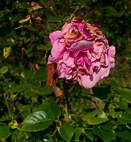 Image result for A Daying Rose