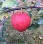 Image result for NW Apple Varieties