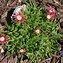 Image result for Delosperma dyeri Red Mountain