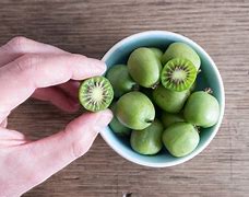 Image result for Kiwi Berries Plant