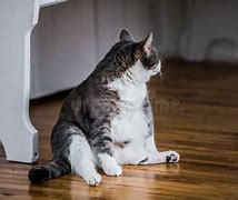 Image result for Fat Cat Sitting Meme