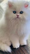 Image result for Persian Kittens