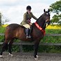 Image result for Tinker Horse Show