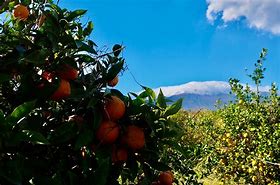 Image result for Apples and Oranges Similarities
