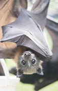 Image result for Bat Being Pinched
