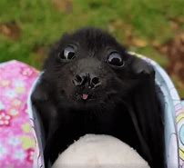 Image result for Cutest Baby Bat