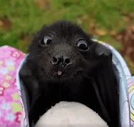 Image result for Gray Bat Baby