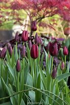 Image result for Tulipa Vincent van Gogh