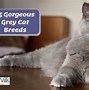 Image result for Grey Cat Photos