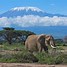 Image result for African Safari Pics