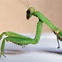 Image result for Grasshopper Insect