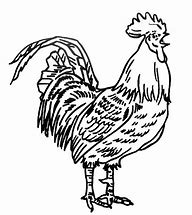 Image result for Le Coq Animaux Cartoon