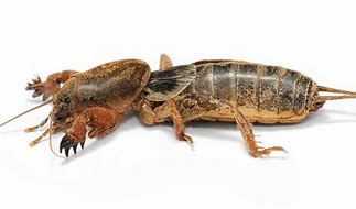 Image result for Big Cricket Bug