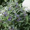 Image result for Caryopteris clandonensis Beyond Midnight