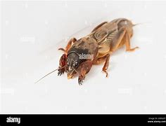 Image result for Mole Cricket White Background