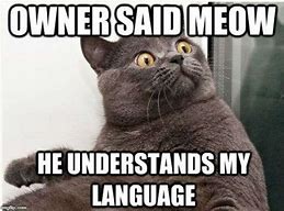 Image result for Cat Talk Meme