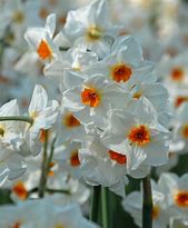 Image result for Narcissus Cragford
