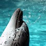 Image result for Dolphins Wallpaper