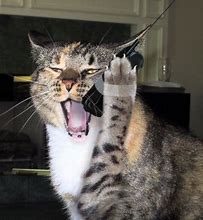 Image result for Cat Using Cell Phone Meme