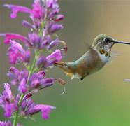 Image result for Hummingbird Swing