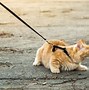 Image result for Fat Munchkin Cat