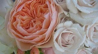 Image result for Most Expensive Rose