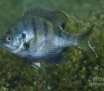 Image result for Freshwater Fish Bluegill